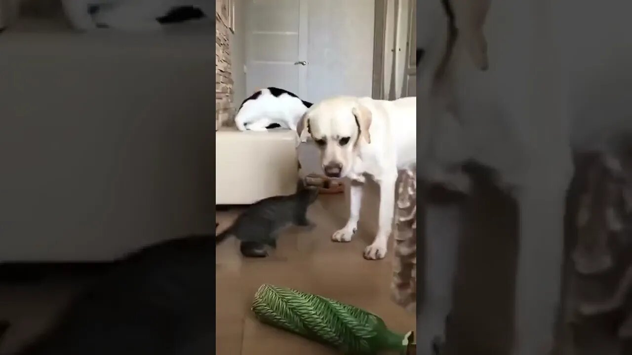 Dog did this 😝😝🤪