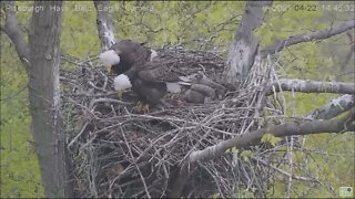 Hays Eagles Squirrel taunts Mom and Dad Swat Team 42221 14:43