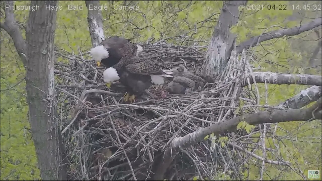 Hays Eagles Squirrel taunts Mom and Dad Swat Team 42221 14:43