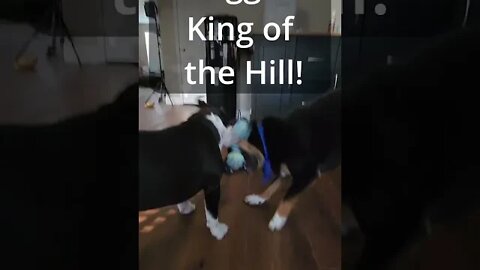 Doggie King Of The Hill throw down!