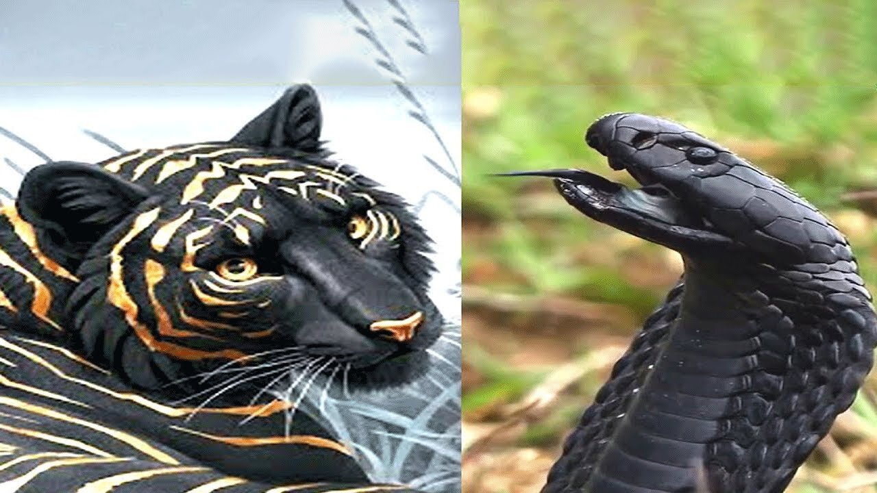 Most Rare Dark Black Animals In The World | Wildlife Photography| Dark Animals