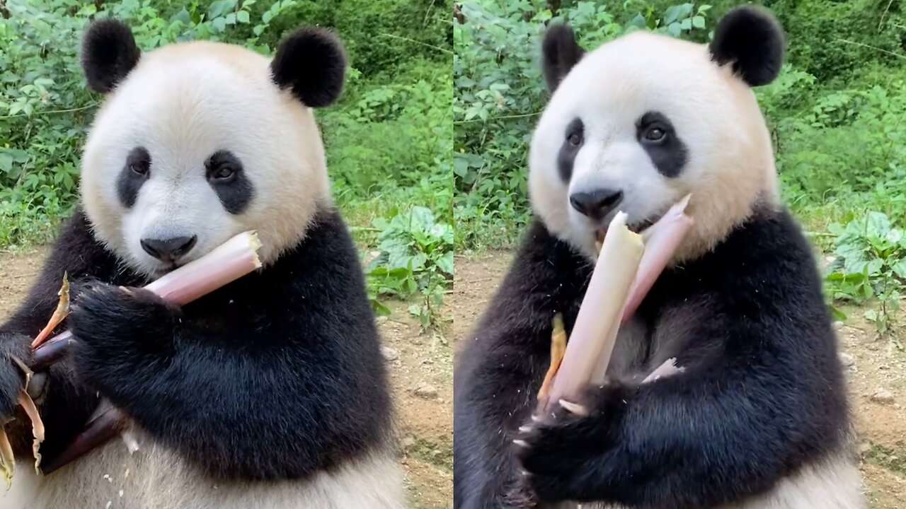 Giant Panda: This bamboo tastes so delicious!