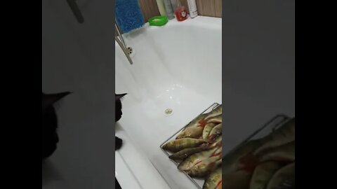 #shorts Смешные Коты Из Тик Тока 40 Funny Cats From TikTok