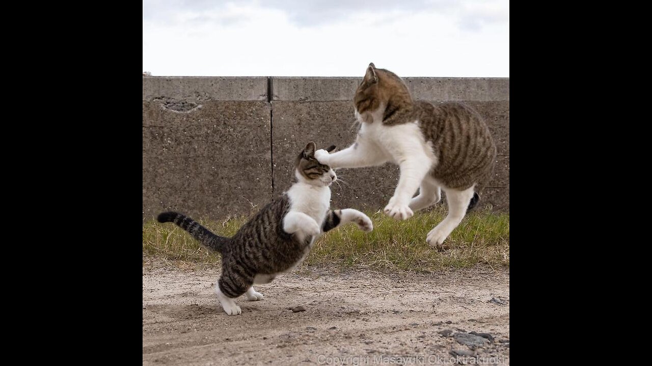 Funniest Animals π Funny Dogs and Cats Videos 2023 πΊπΆ Part 2