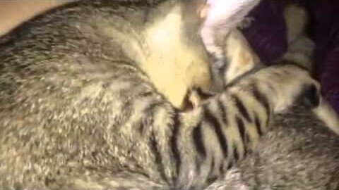 Bengal kitten makes biscuits on himself