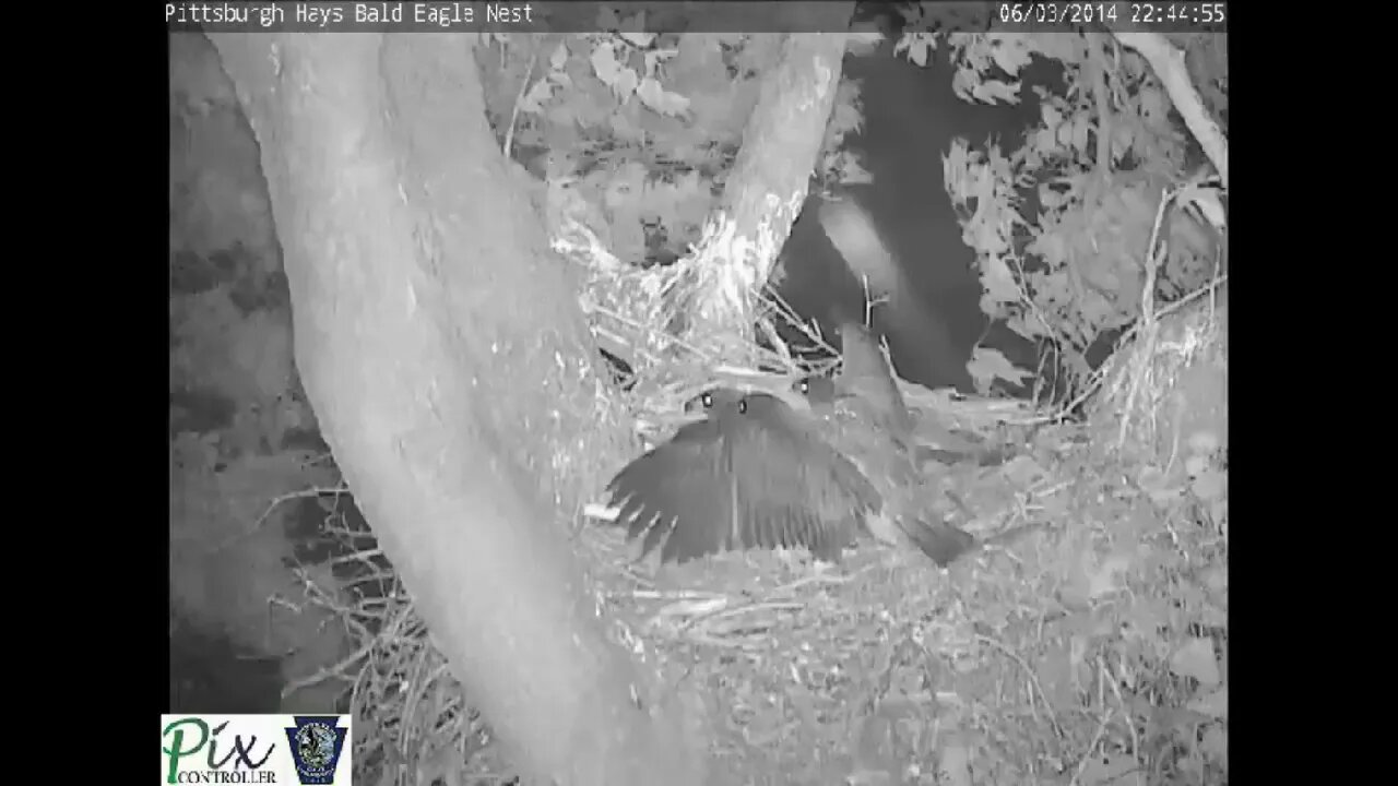 Hays bald eaglets in hard thunderstorm on 6 5 2014