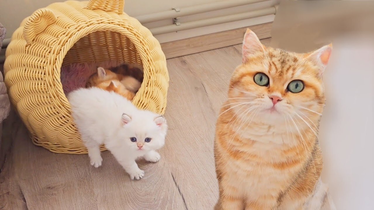 1st month after birth 🥰 Kittens give their mommy more trouble ll cute cats