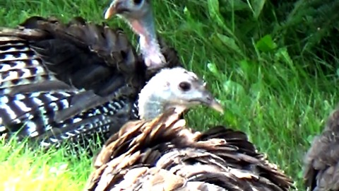 Turkeys take shade on hot summer day.