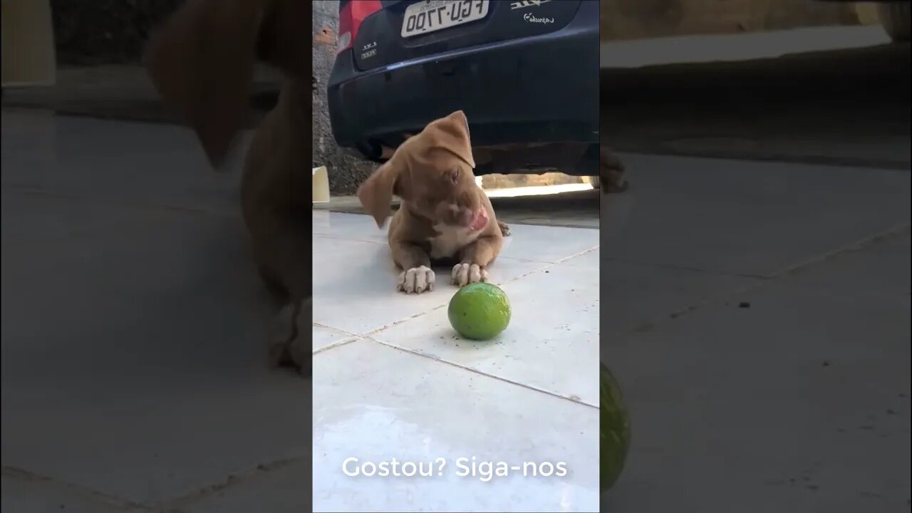 Cachorro brincando com o Limão - Filhote #shorts