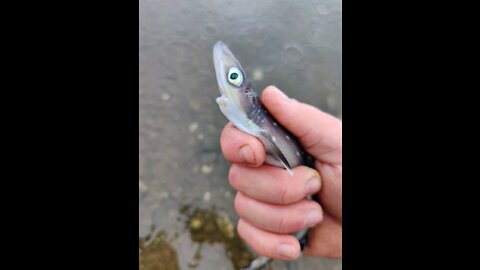 Baby shark!
