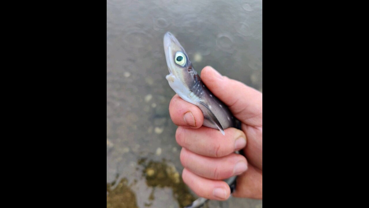 Baby shark!