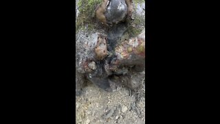 Dried Tree Sap