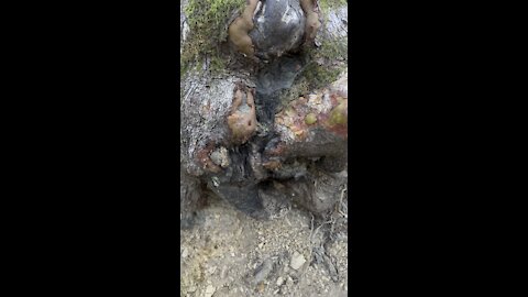 Dried Tree Sap