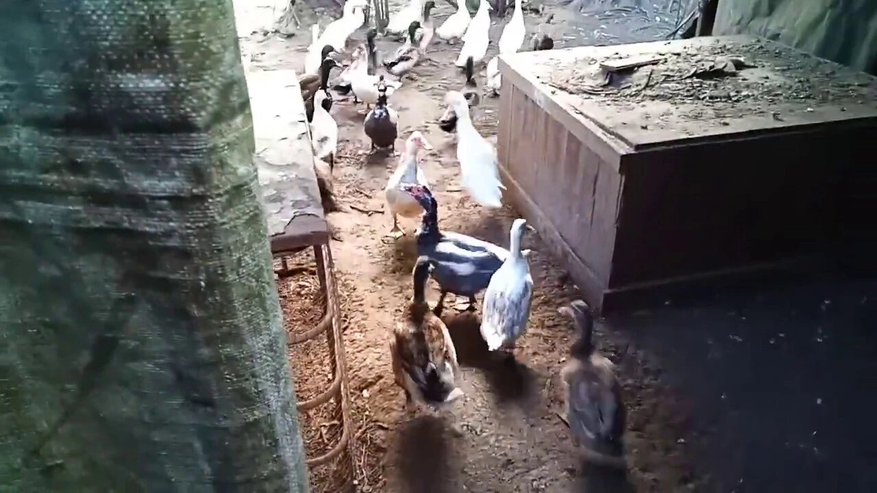 Indian Runner Ducks getting let out of their night pen, 28/06/2020