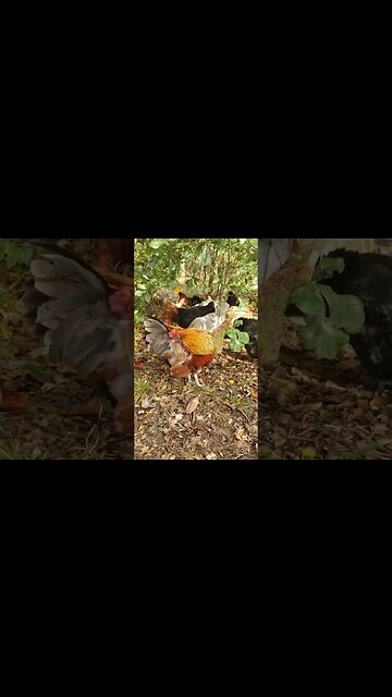 Preening #chickens #chickenshorts #chickenlife