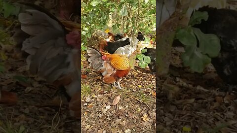 Preening #chickens #chickenshorts #chickenlife