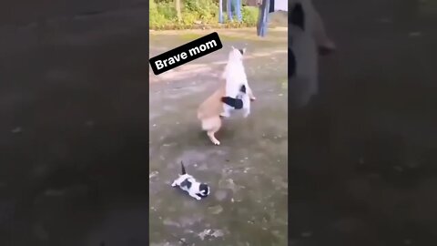 brave mom 😅🤣😂🤣😺😾😿😻