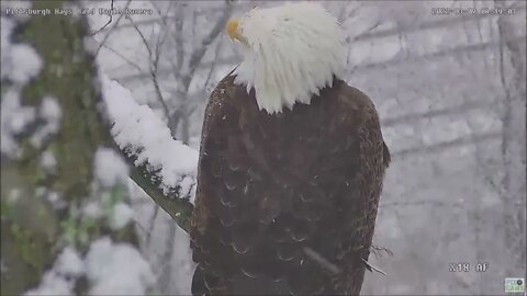 Hays Eagles Mom incubates in the snowy nest while Dad perches in the camera tree 3922 8:18am