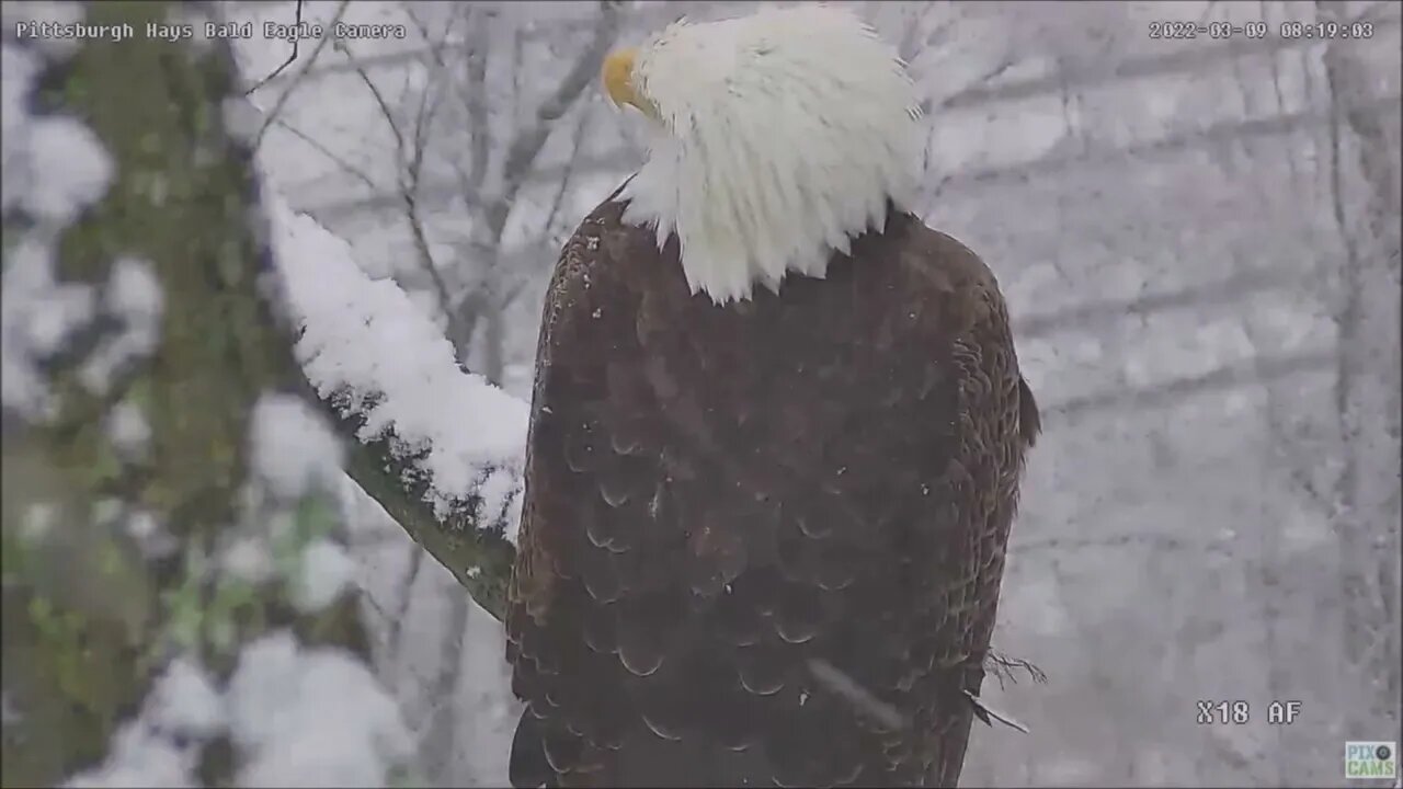 Hays Eagles Mom incubates in the snowy nest while Dad perches in the camera tree 3922 8:18am