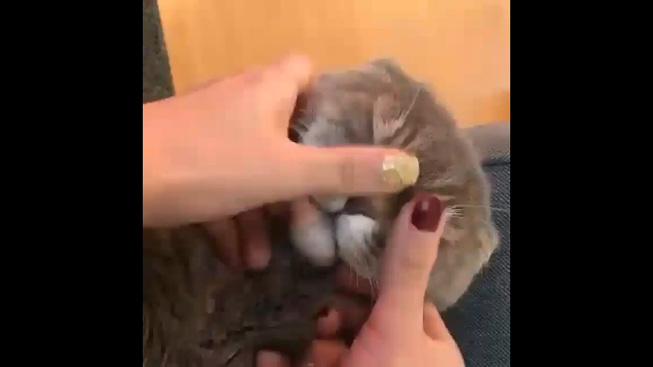Cutest cat😍😍