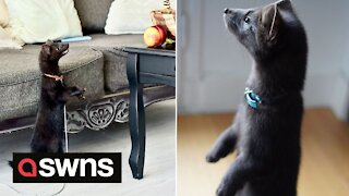 Meet buddy the sable who stands on his hind legs and looks like a LITTLE BEAR