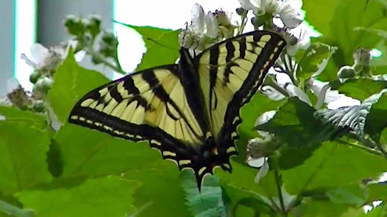 IECV NV #651 - 👀 The Two SwollowTail Butterflies 🦋6-22-2018