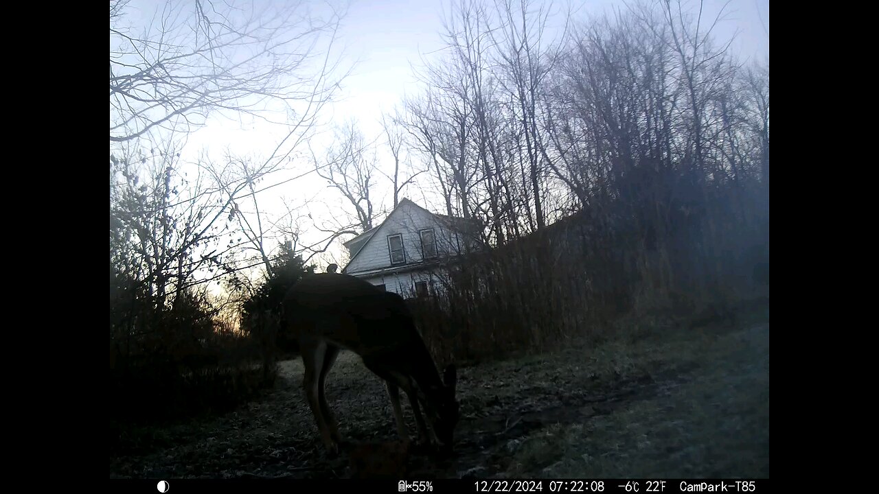 Deer Cam 12-22-2024