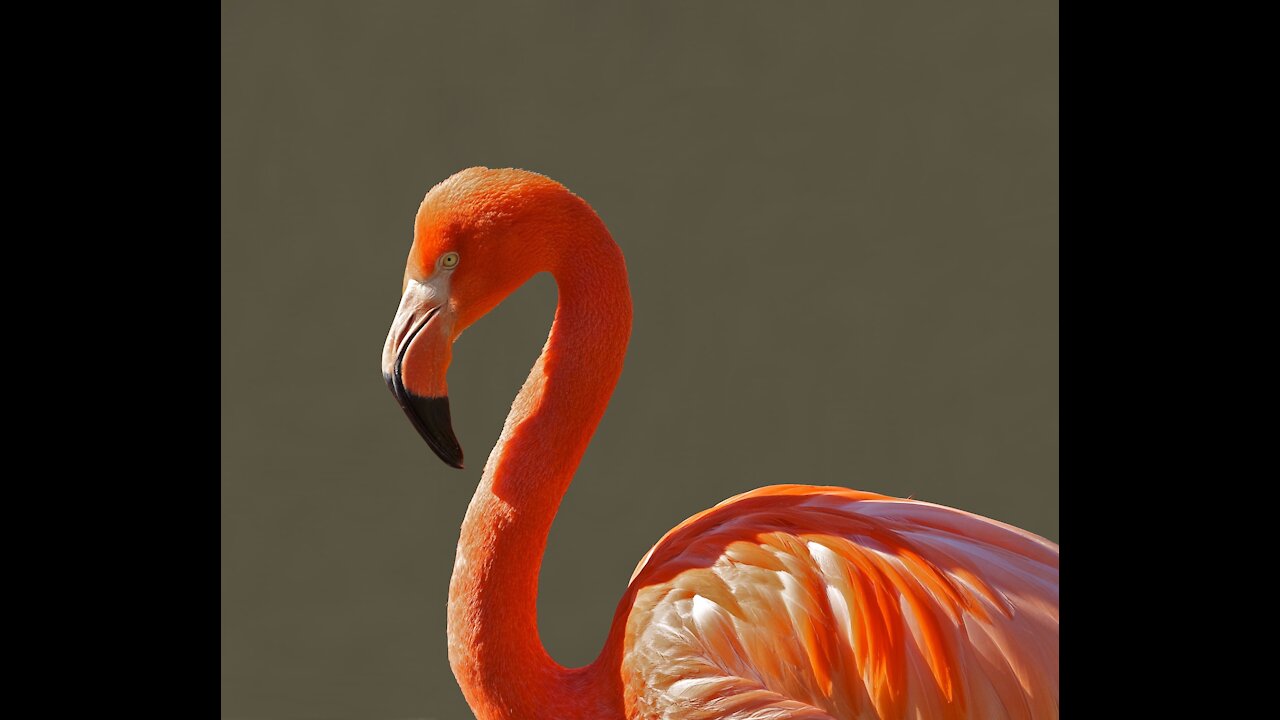 FLAMINGO | Animals For Kids