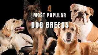 Most popular Dog breeds