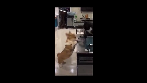 Animals funny Revenge