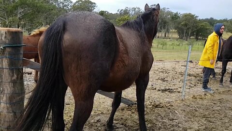 The day before foaling - she foaled overnight 18/6/2018