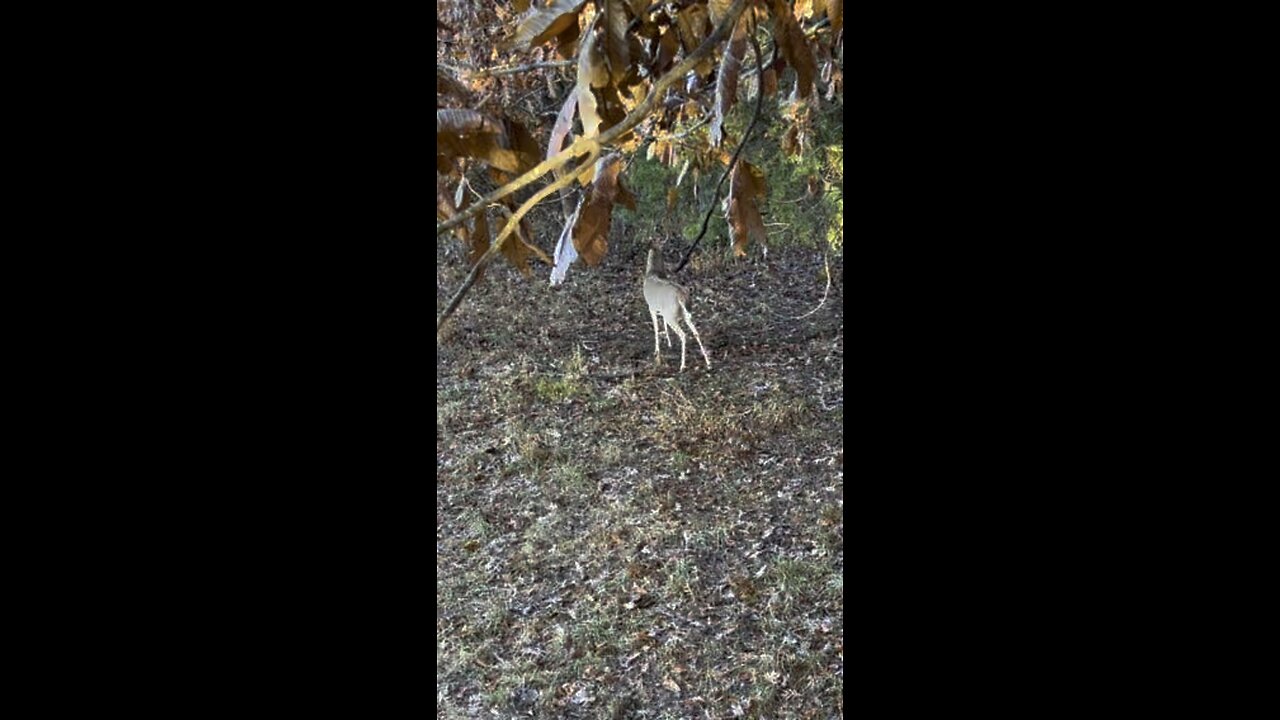 Little Buck tending his scrape