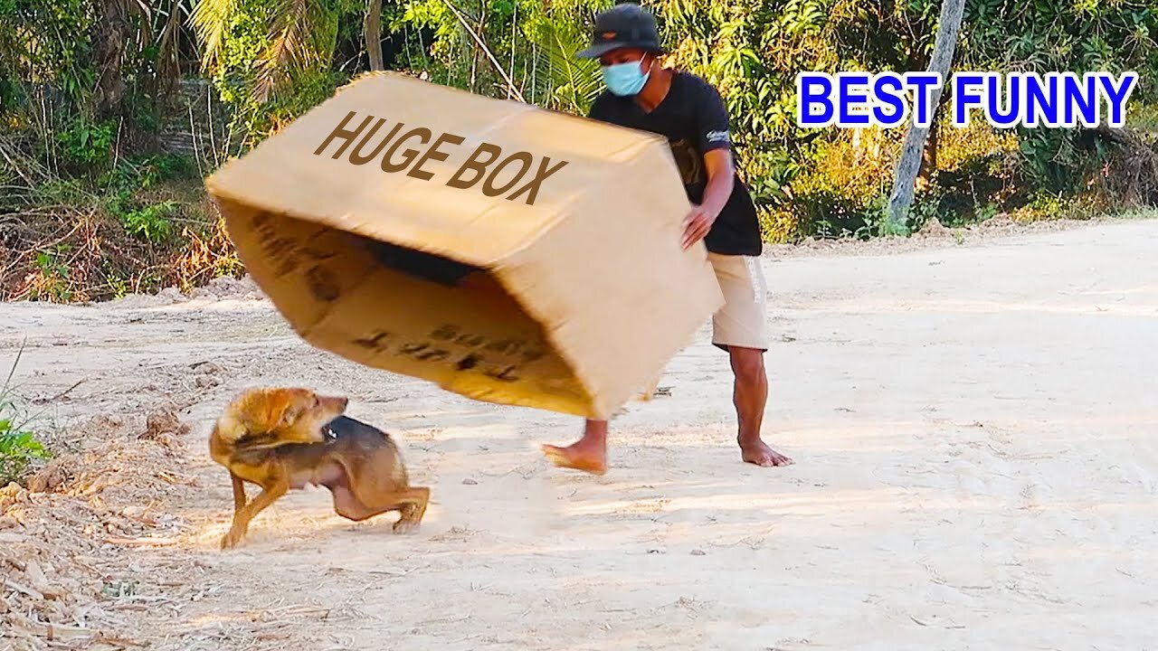 Best Funny Prank Super Huge Box vs Prank on Sleep Dog Very Funny