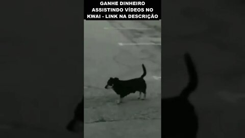 o cachorro que caga na parede