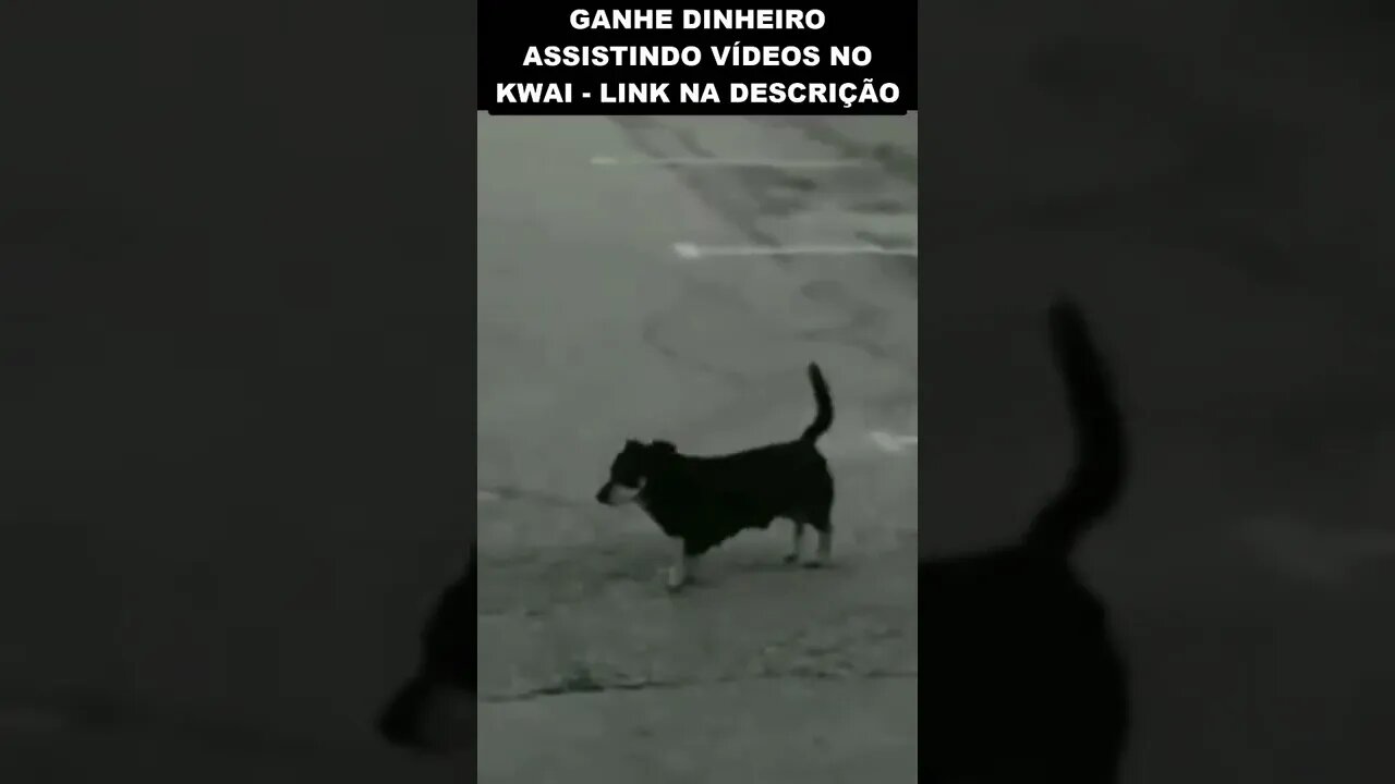 o cachorro que caga na parede