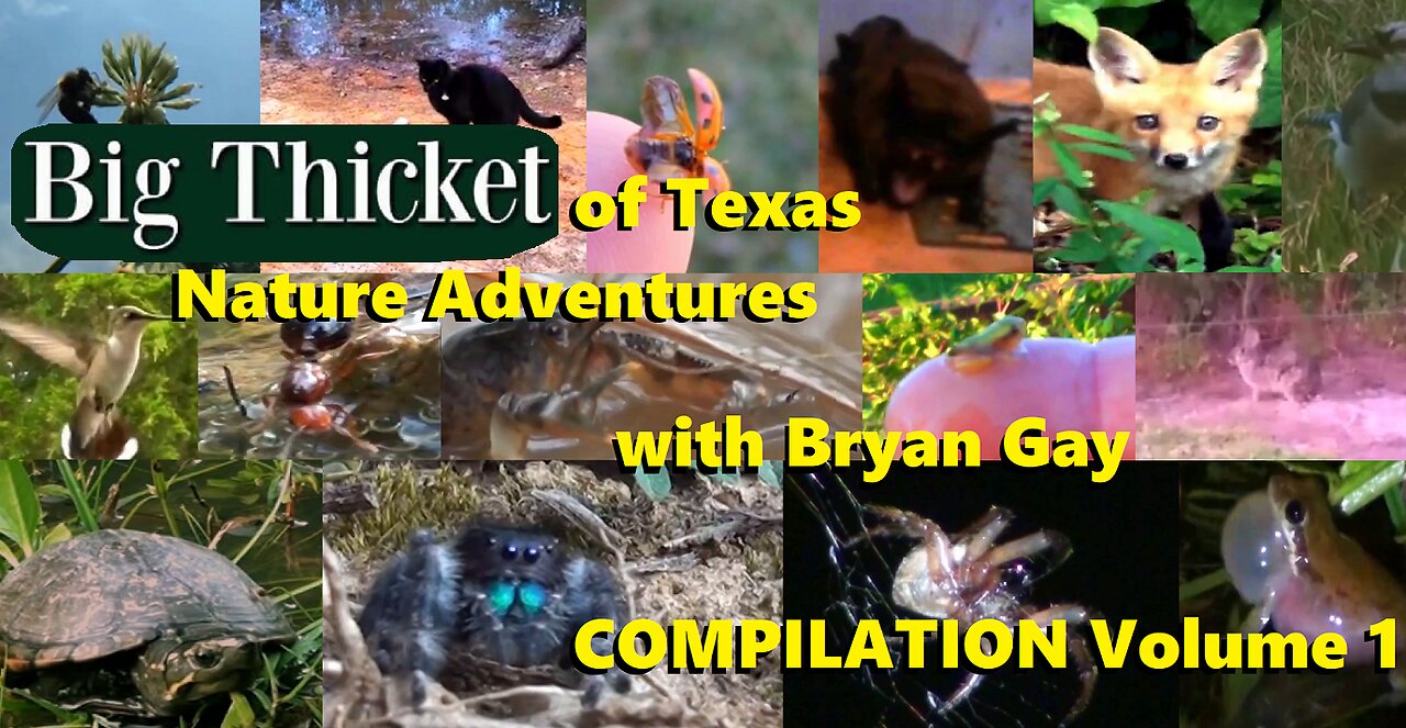 Big Thicket of Texas Nature Adventures with Bryan Gay | Compilation | Volume 1