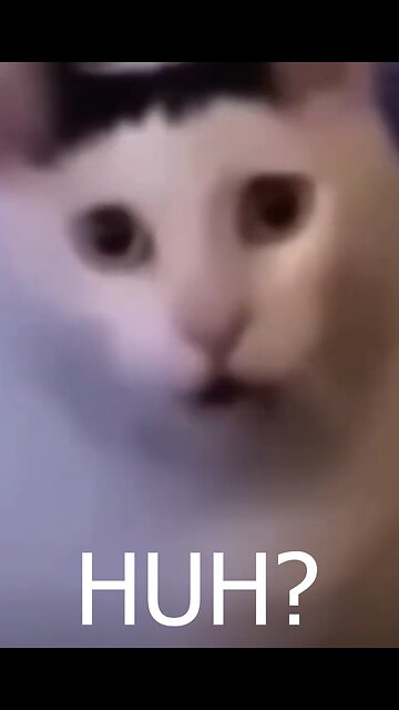 I call BS.Love that damn cat's face. 😂😂😂 #shorts #funny #memes #comedy #viral #trending #reels