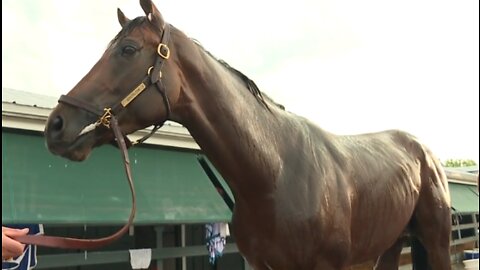 Favorite Epicenter 'nice and relaxed' day before Preakness