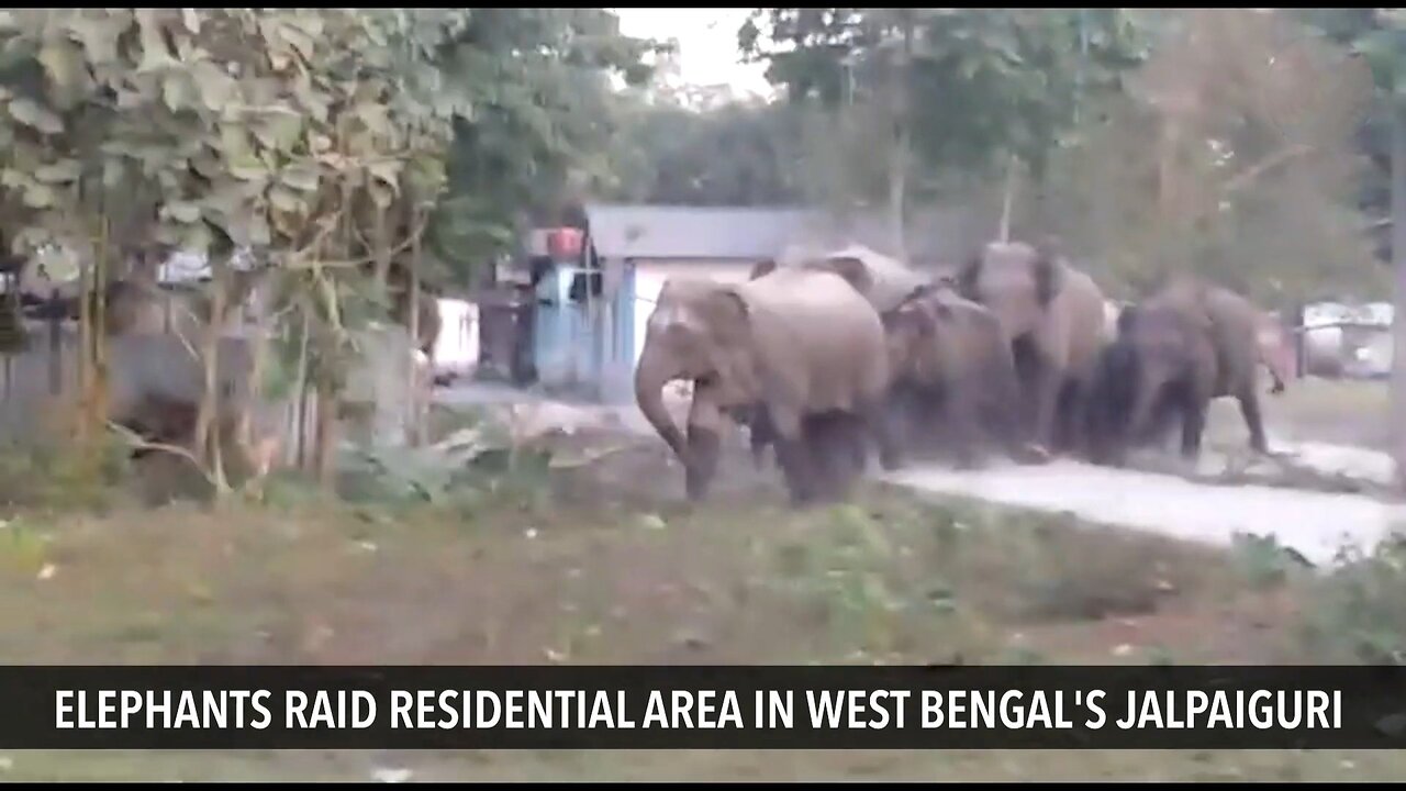 Elephant attack in residential area.....