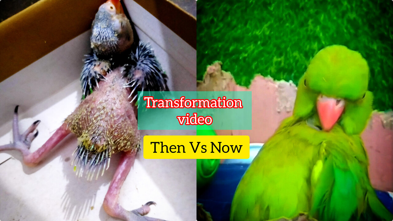 Unbelievable transformation video🐣🐦|| Then Vs Now 😱