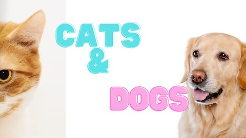 Funniest Cats and Dogs!