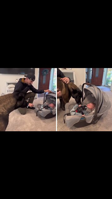 Dog Meets Newborn Baby And Completely Falls In Love