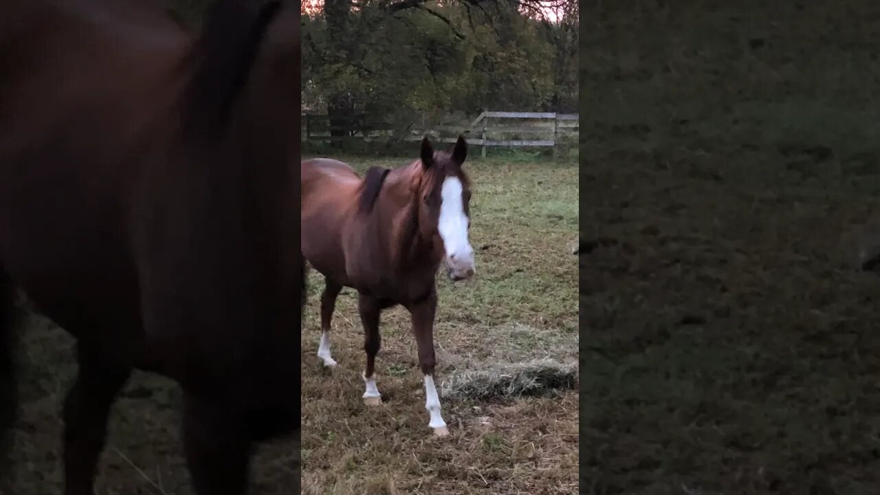 Horse Peace! 💕🐴 #horse #horsefarms #horses