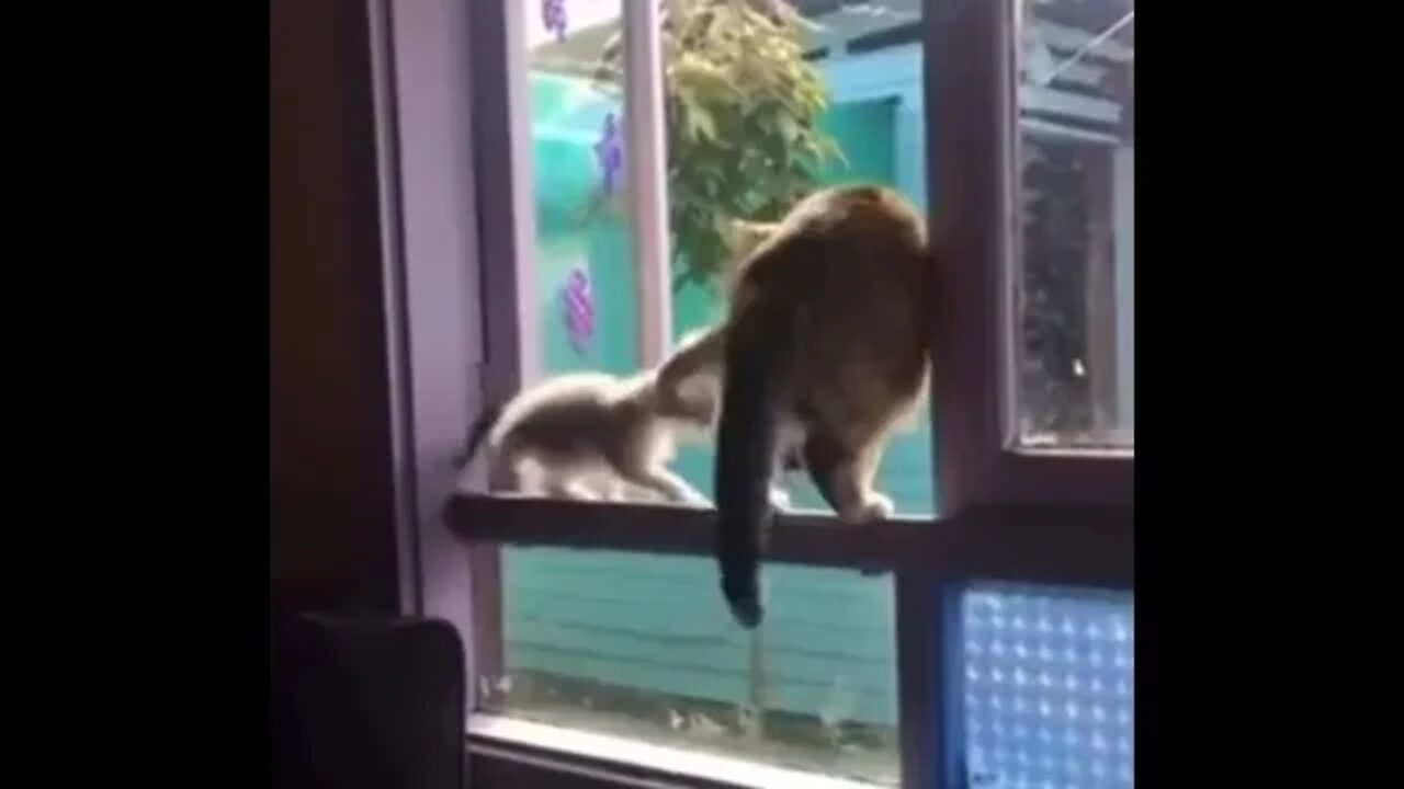 Wee😂 #foryou #foryoupage #funny #viral #wee #animals #funnyvideo #fypage #funnyanimals #fyp