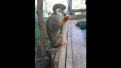 Squirrel Monkeys Monkey Island Taino Bay Puerto Plata Dominican Republic cruise port