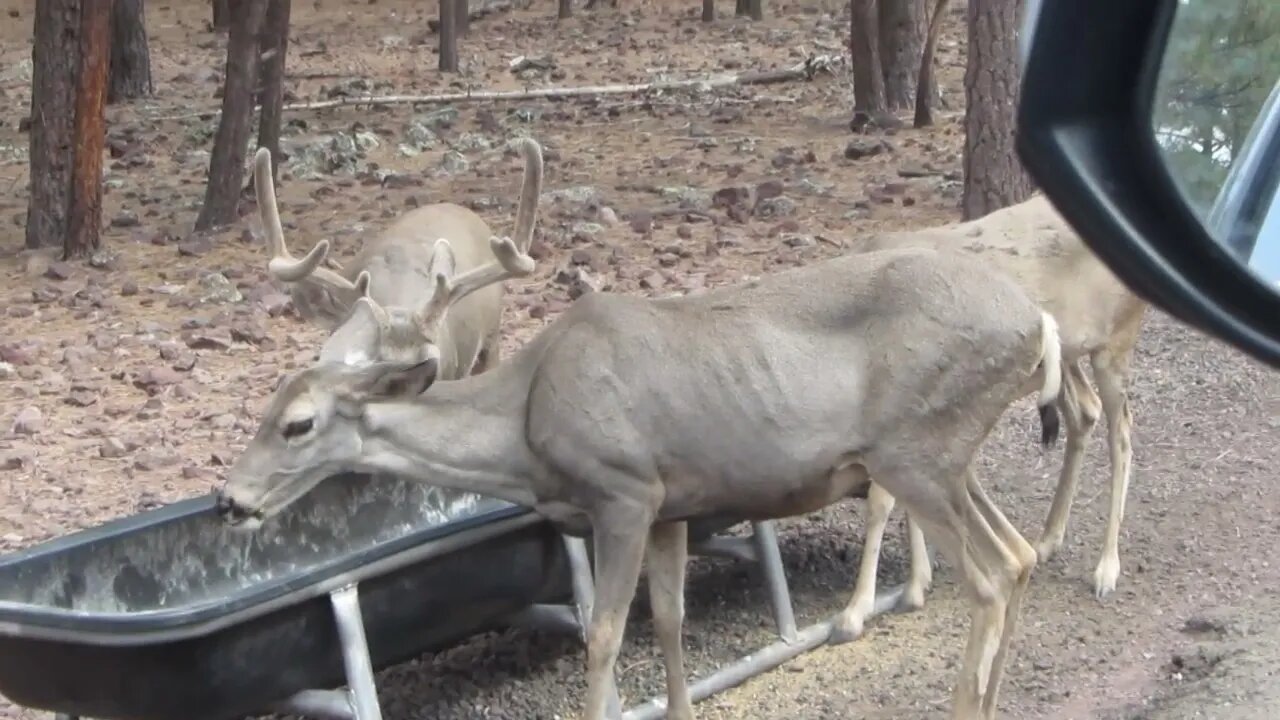 Deer in Bearizona