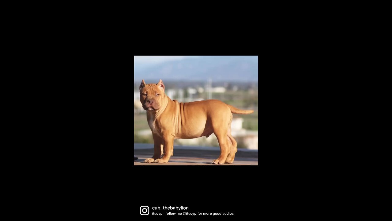 Cutest baby pitbull - GIANT baby pitbull 🥹🦁