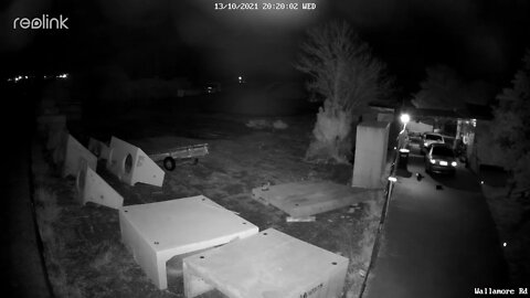 Possum running gauntlet RLC 823A