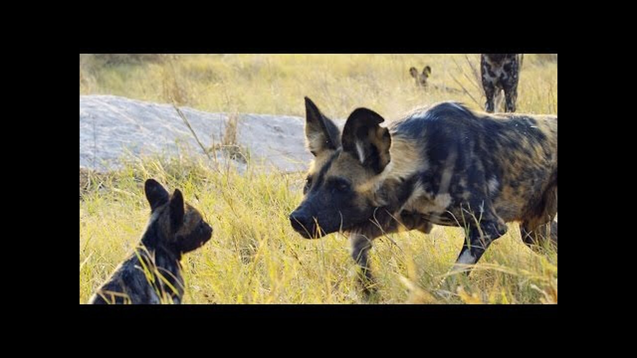 Robotic Spy Puppy Meets Wild Dogs