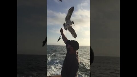 fishing trip fun feeding seagulls